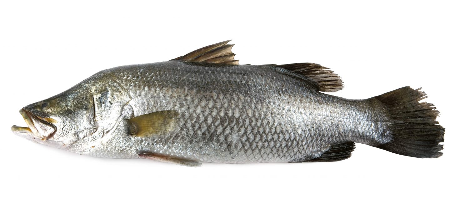 Guide to Freshwater Fish - Real Food Hub