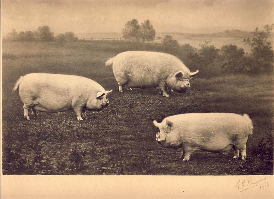 middle white pig