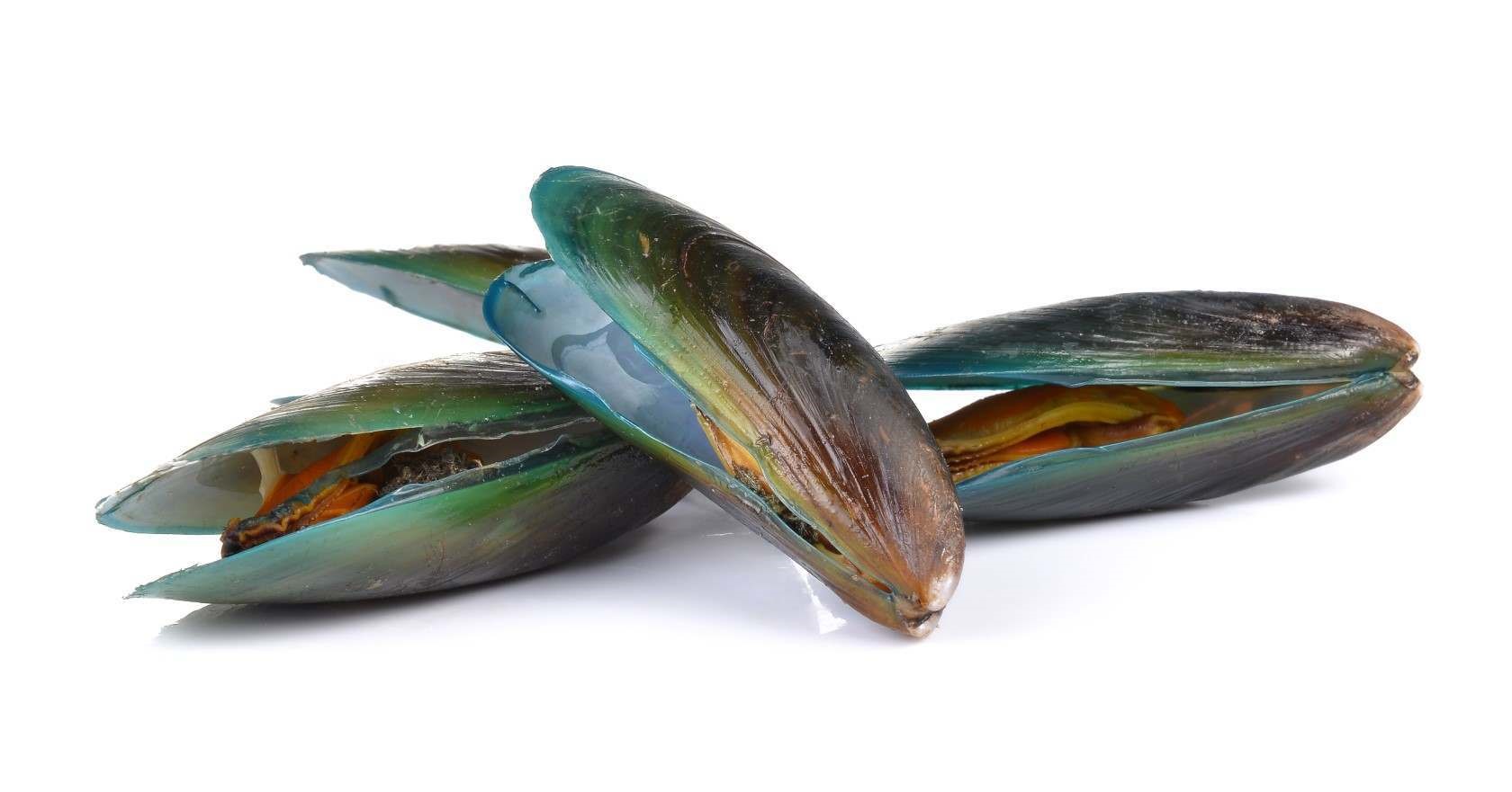 Everyone Loves Fresh Mussels Real Food Hub